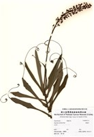 藏品(豬籠草)的圖片